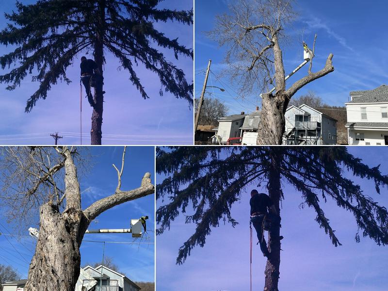 Marino's Tree Service