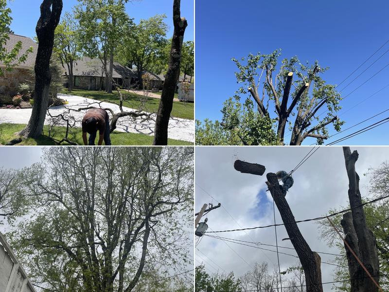 Ricardo's Tree Service LLC