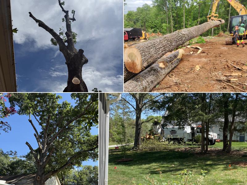 Wise Tree Services & Landscaping