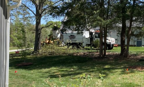 Wise Tree Services & Landscaping