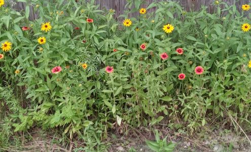 All American Tree's & More 85207 TX-289, Pottsboro Texas 75076