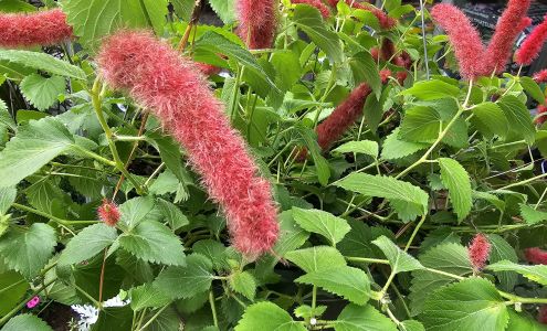 Burney Farms Garden Center 8492 NC-41, Bladenboro North Carolina 28320