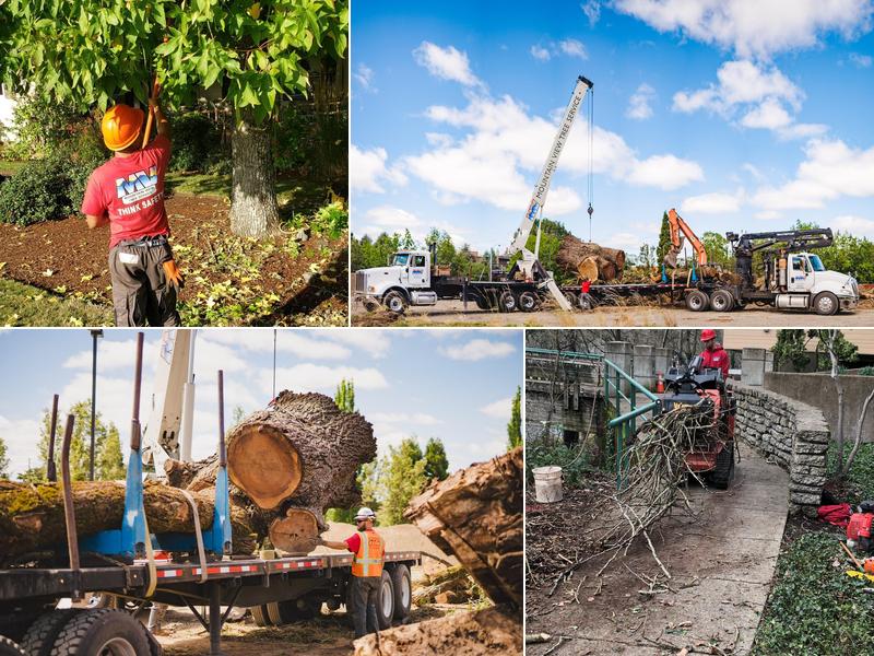 Mountain View Tree Service