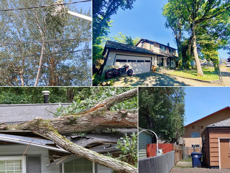 Superior Tree Service