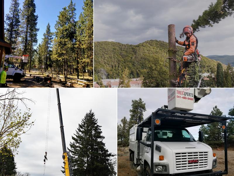 Central Oregon Tree Experts