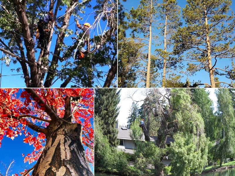 Arbor 1 Tree Service