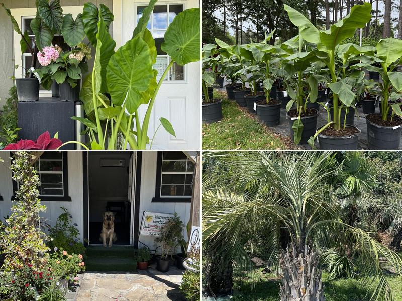 Buenavista Landscaping and Nursery