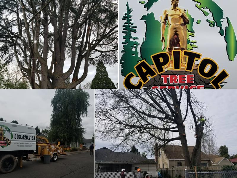 Capitol Tree Service