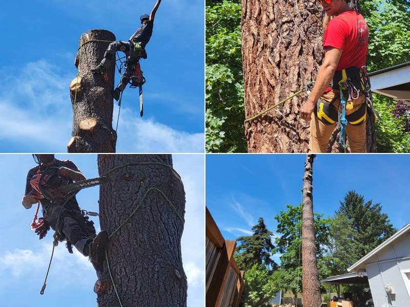 Tree Time Tree Service
