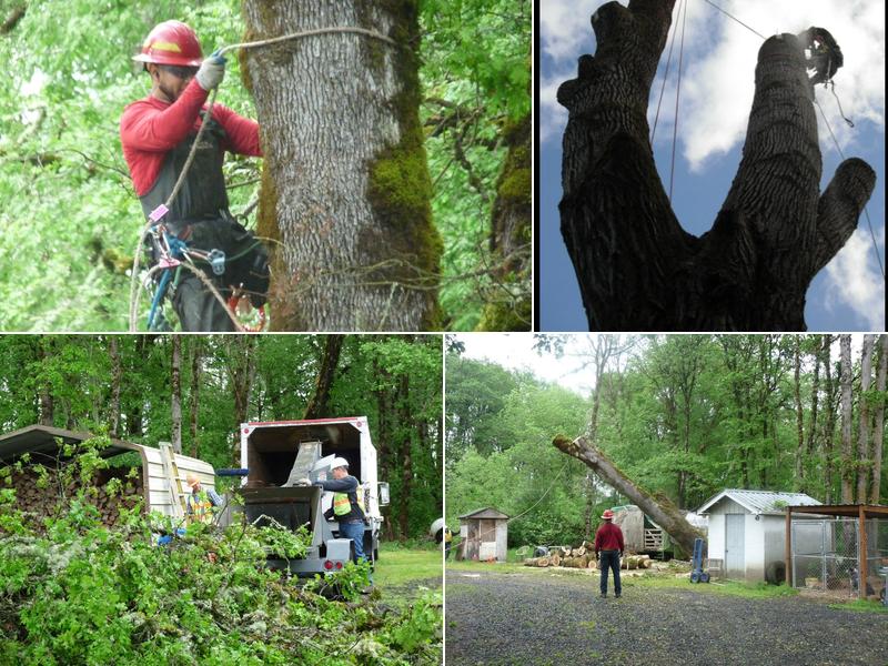 ALBRIGHT'S TREE SERVICE, LLC