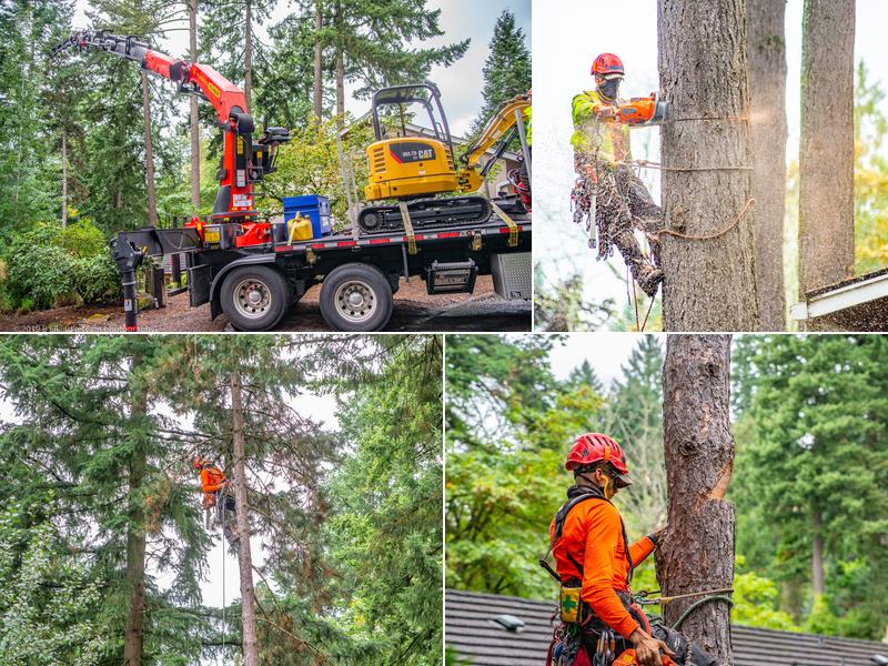 NW Tree Work