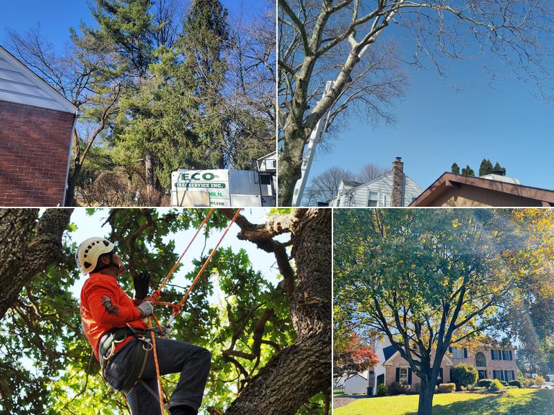 ECO Tree service