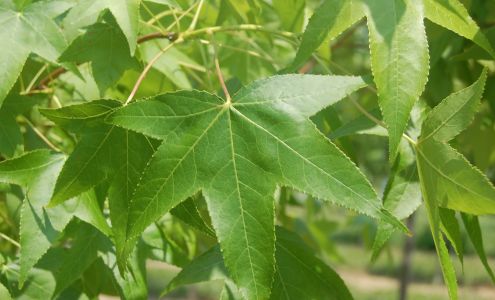 A. Brown & Sons Nursery Inc.