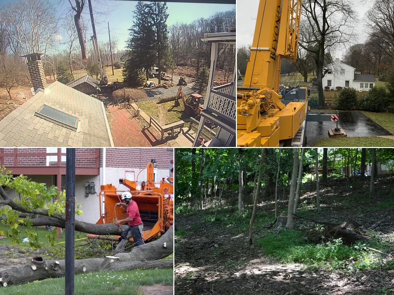 Beyond The Leaf Tree and Shrub Experts LLC