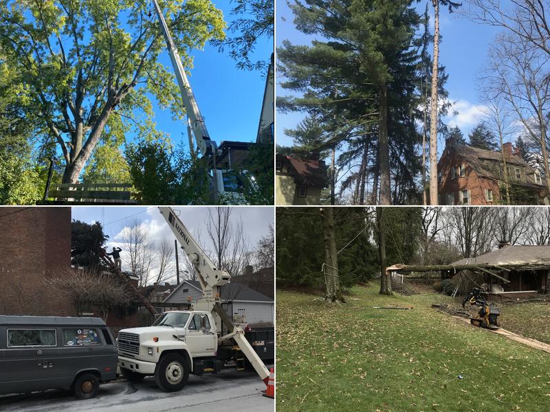 Hellmann's Tree Service