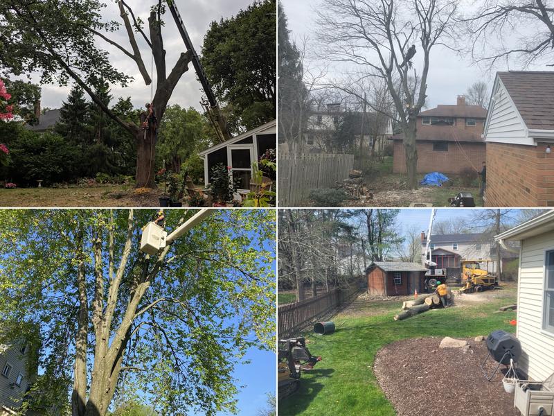 A Cut Above Tree Service