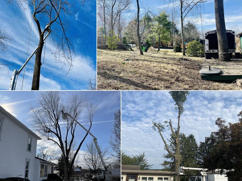 Advanced Tree Solutions