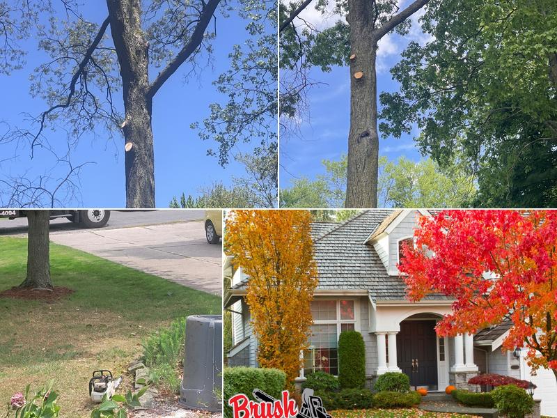 Brush Bandit Tree Service