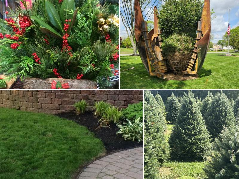 Spruce Grove Tree Farm