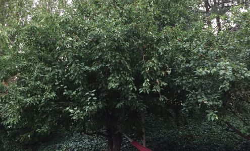 Cruz's Tree Services