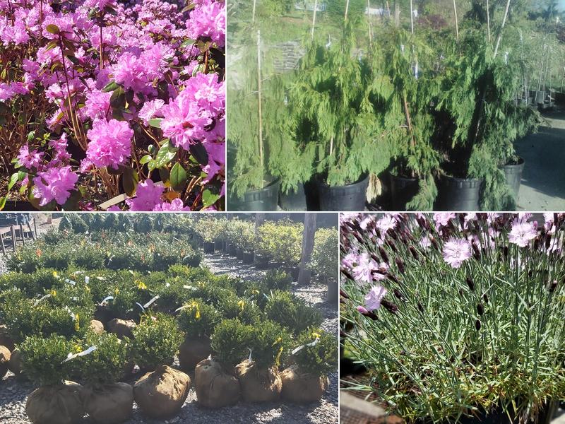 Stirling Landscape and Nursery