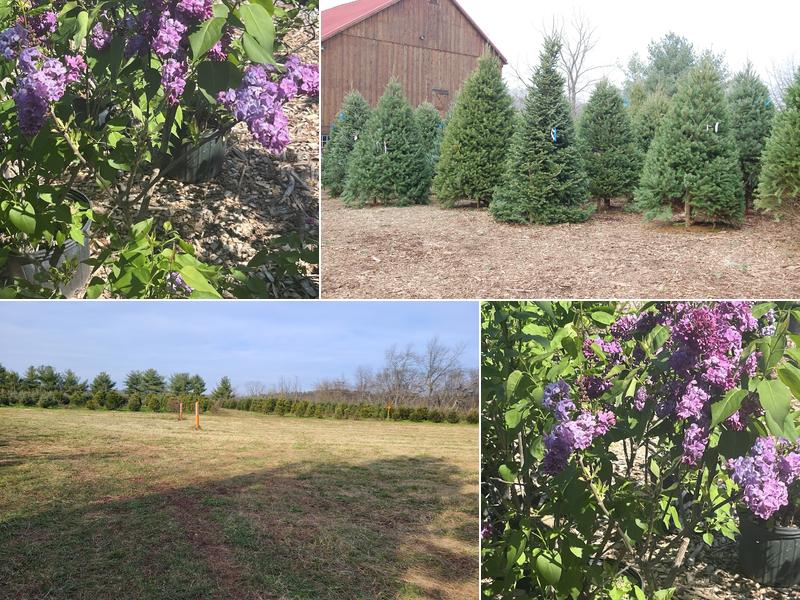 Corkum Tree Farm