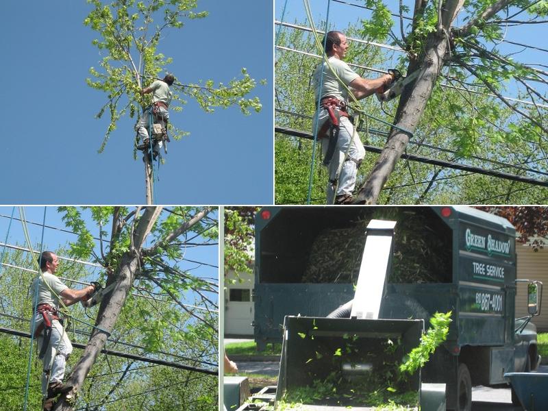 Green Shadow Tree Service, LLC