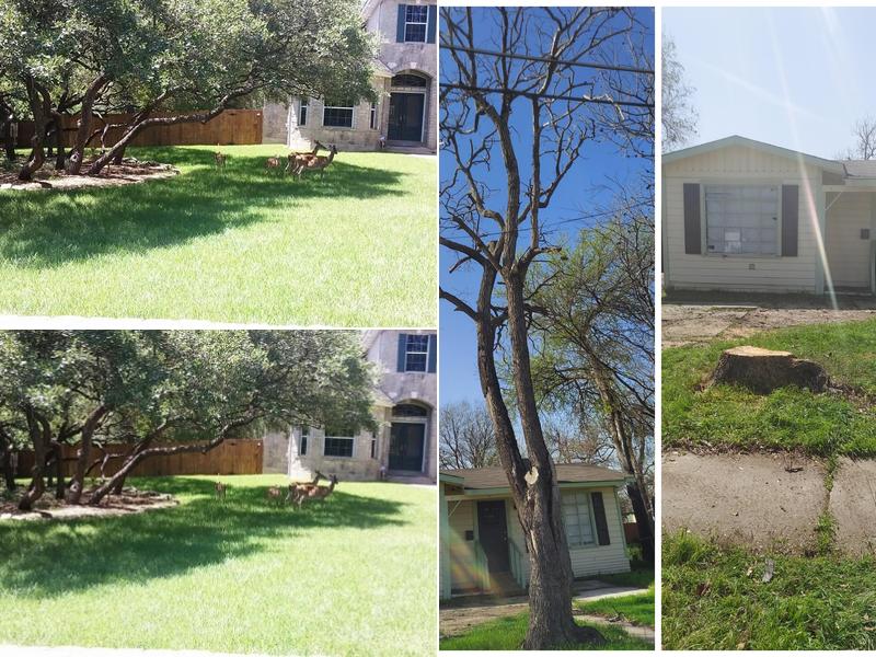 Buzy Bee'z Lawn & Treez