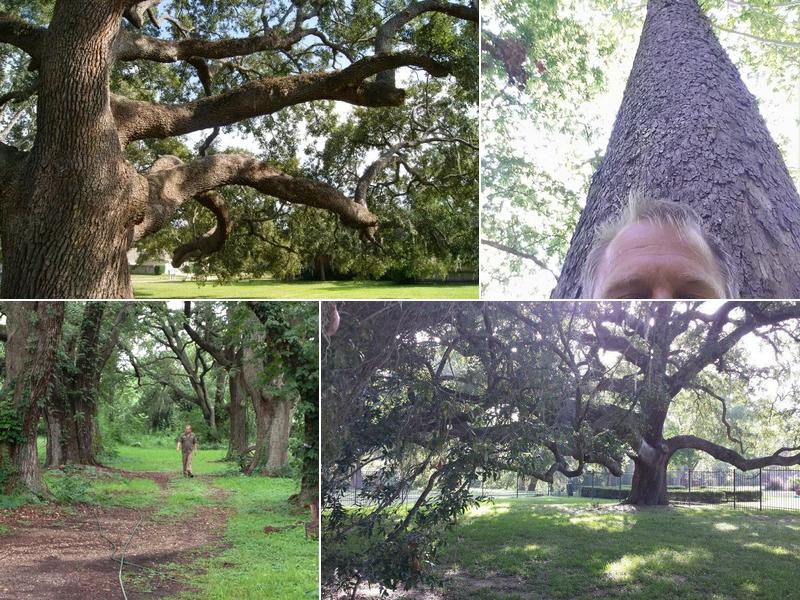 Arbor-Tech Consulting