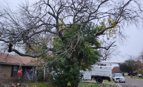 Chuy's Tree Service 127 Thompson Cir, Lorena Texas 76655