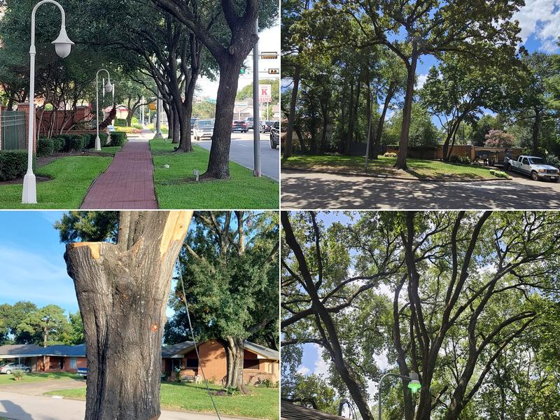 Arborez Houston (Tree Service Specialist)