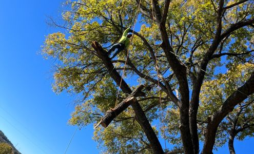 Rosas tree services 1121 Co Rd 264, Bertram Texas 78605