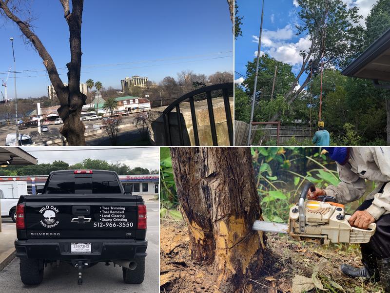 Wild Oak Tree Service Austin TX