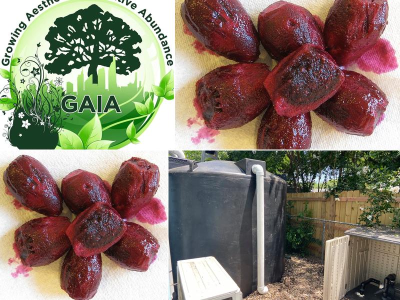 Gaia's Permaculture Design and Landscape