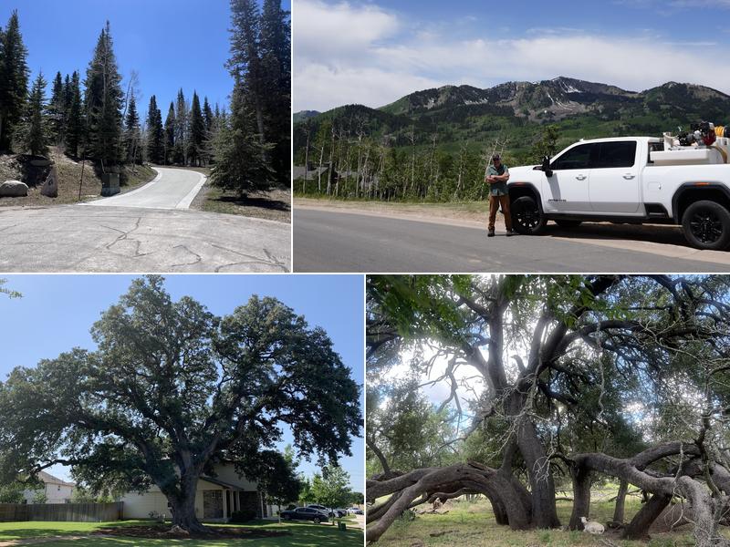 John Walters Certified Arborist