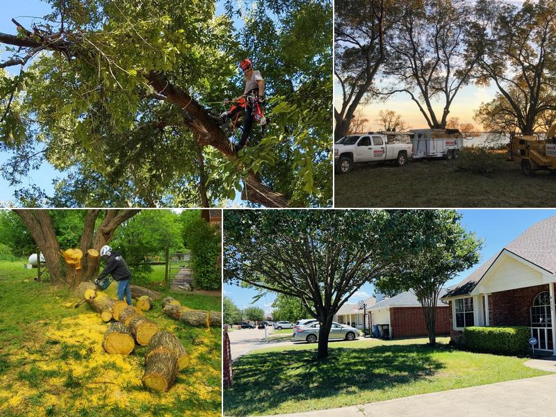 Tree MD's Tree Service LLC