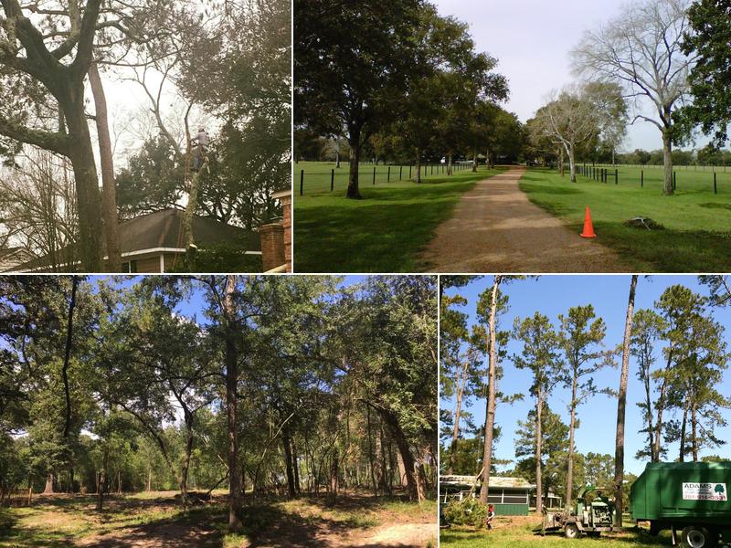 Adam's Trees Designs and Services