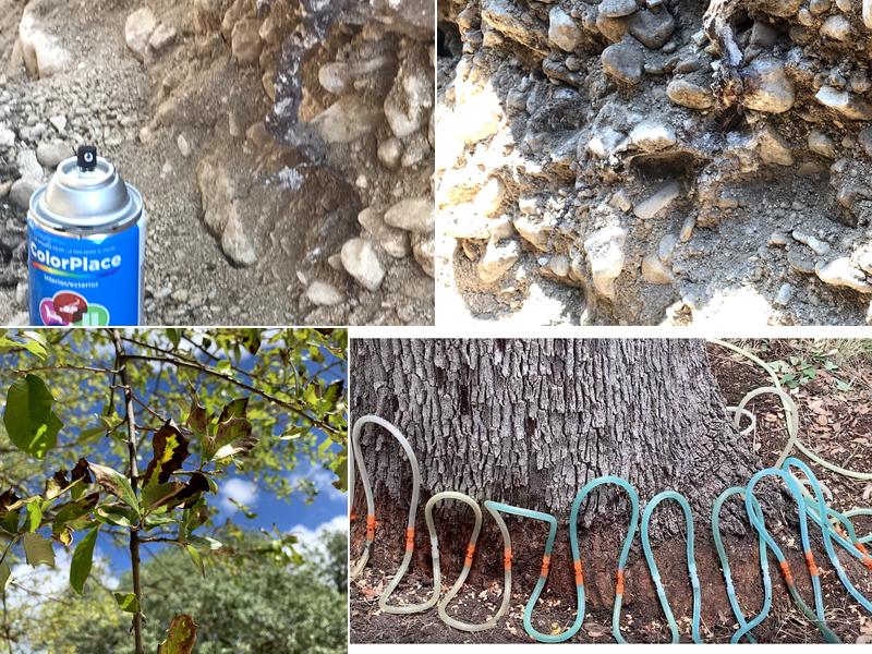 ArborCare and Consulting