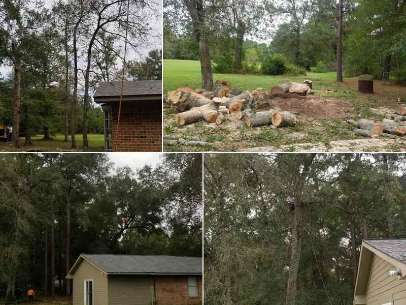 Ventura's Tree Services