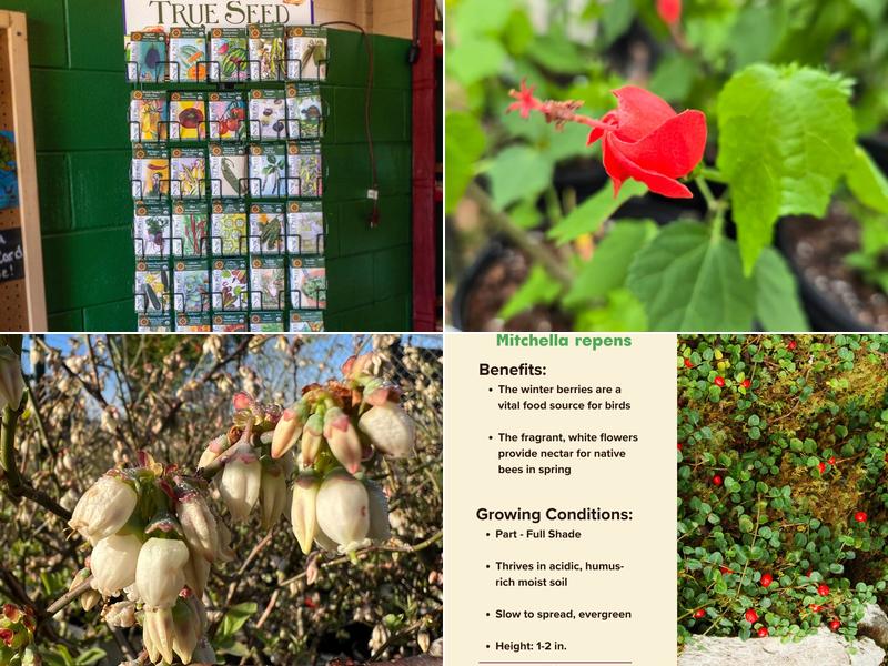 Roots and Shoots Nursery