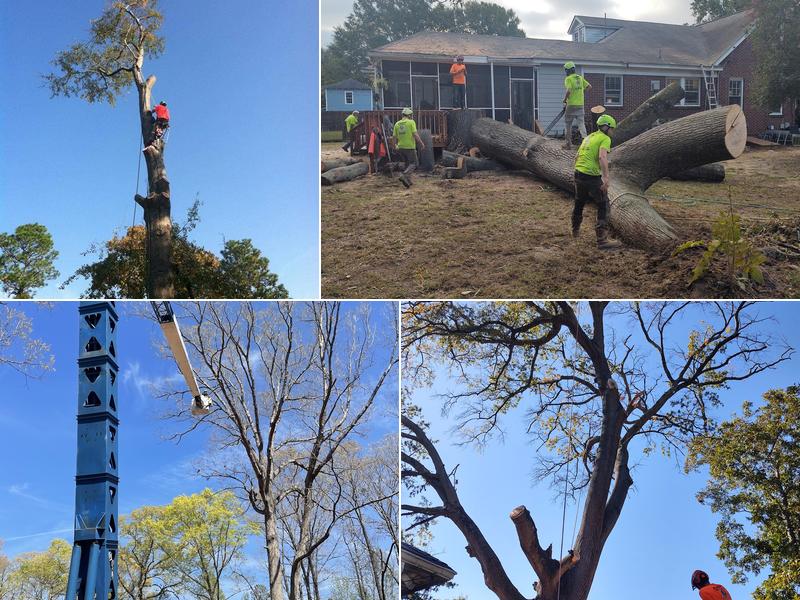 Expert Tree Care LLC