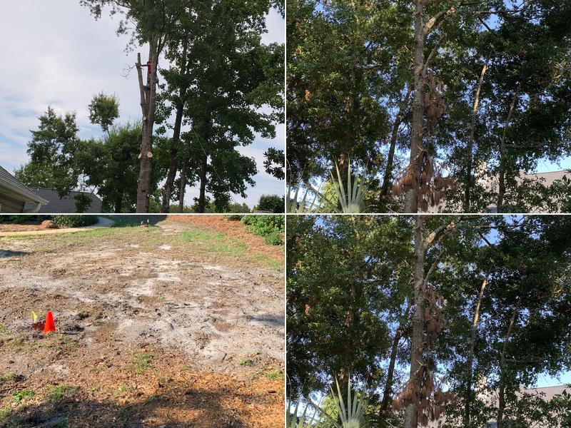 Mastercare Tree & Landscape Company