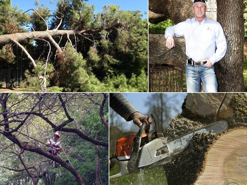 Cedar Park Tree Experts