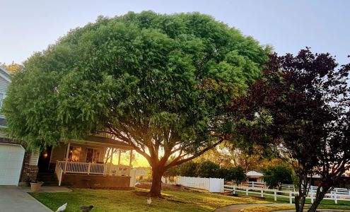 Family Tree Services LLC