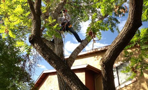 DG TREE 2109 980 S, Orem Utah 84059