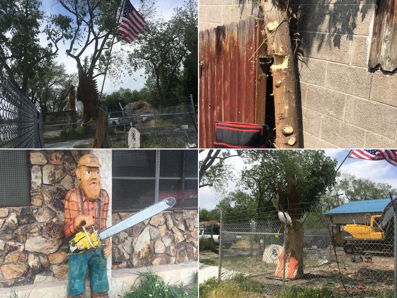 A Swedin Tree Expert