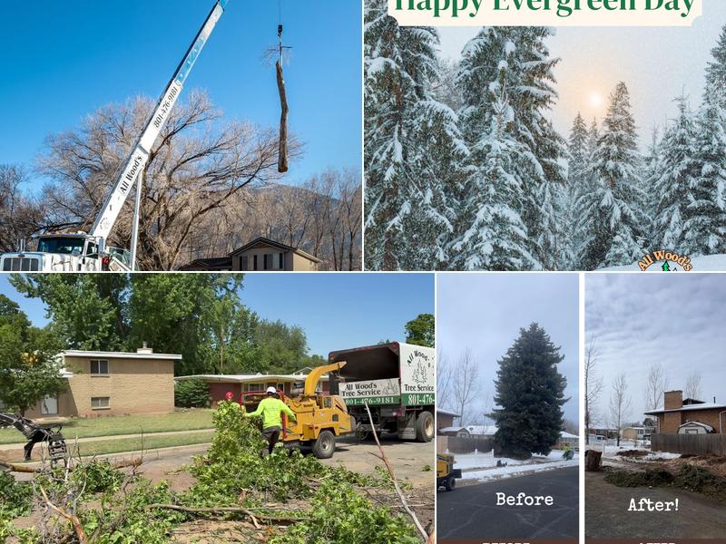 All Wood's Tree Service