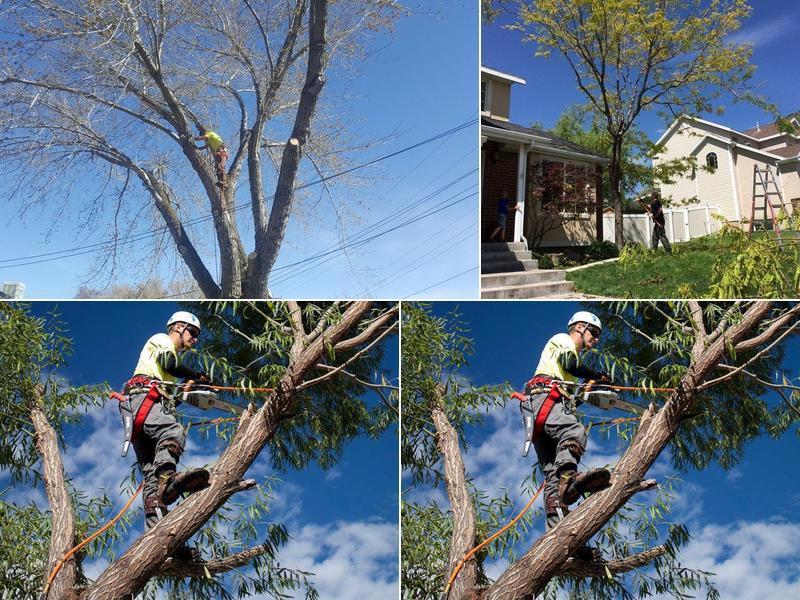 Double D's Tree Service