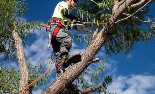 Double D's Tree Service