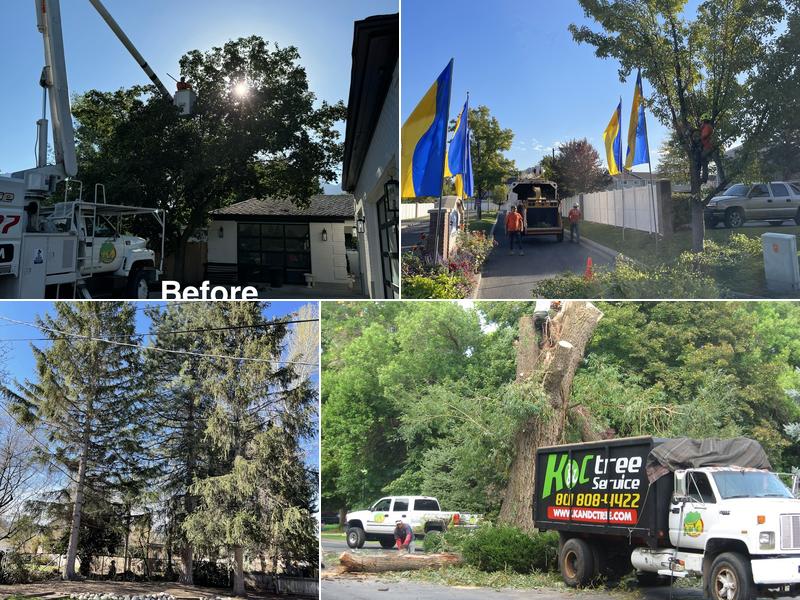 K & C TREE SERVICE EXPERTS